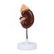 Nasco MG31016 Kidney with Adrenal Gland Model, 1.5x Enlarged, 2 Parts