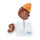 Nasco MG31017 Kidney with Adrenal Gland Model, 2 Parts - Detached Top Front View