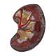 Nasco MG31020 Kidneys with Vessels and Urinary System Model, 4 Parts - Dissected Kidney