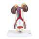 Nasco MG31020 Kidneys with Vessels and Urinary System Model, 4 Parts - Front View