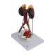 Nasco MG31020 Kidneys with Vessels and Urinary System Model, 4 Parts - Left Angle View