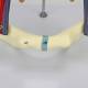 Nasco MG31020 Kidneys with Vessels and Urinary System Model, 4 Parts - Pubic Region