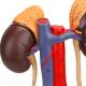 Nasco MG31020 Kidneys with Vessels and Urinary System Model, 4 Parts - Right Kidney Close-up View