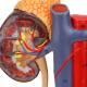 Nasco MG31020 Kidneys with Vessels and Urinary System Model, 4 Parts - Right Kidney Cross-Section View