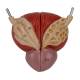 Nasco MG31020 Kidneys with Vessels and Urinary System Model, 4 Parts - Urinary Bladder Back View