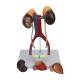 Nasco MG31020 Kidneys with Vessels and Urinary System Model, 4 Parts - With Detached Parts