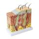 Nasco MG31095 Skin Section Model, 50x Enlarged - Right Angle View