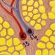 Nasco MG31096 Skin Section Model, 70x Enlarged - Major Blood Vessels Close-up View