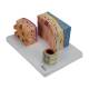 Nasco MG31097 Trachea Section Model, Left Angle View