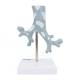 Nasco MG31098 Bronchial Tree Section Pathology Model, 10x Enlarged, Back View