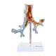 Nasco MG31098 Bronchial Tree Section Pathology Model, 10x Enlarged, Front View