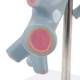 Nasco MG31098 Bronchial Tree Section Pathology Model, 10x Enlarged, Small Airway
