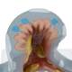 Nasco MG31098 Bronchial Tree Section Pathology Model, 10x Enlarged, Upper Airway Close-up View