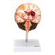 Nasco MG31100 Brain Section with Pathology Model - Angle 1