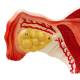 Nasco MG31101 Female Reproductive Organ Section Model, 1.5x Enlarged - Fallopian Tube