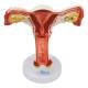 Nasco MG31101 Female Reproductive Organ Section Model, 1.5x Enlarged - Front View