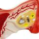 Nasco MG31101 Female Reproductive Organ Section Model, 1.5x Enlarged - Ovary