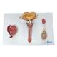 Nasco MG31102 Male Reproductive Organ Section Model - Front View
