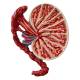 Nasco MG31102 Male Reproductive Organ Section Model - Internal Testicle