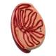 Nasco MG31102 Male Reproductive Organ Section Model - Internal Testicle Close-Up