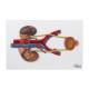 Nasco MG31104 Urinary System Section Model - Flat Overhead View