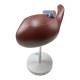 Nasco MG31105 Liver Section with Gallbladder Model, 1.5x Enlarged - Back View