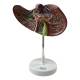 Nasco MG31105 Liver Section with Gallbladder Model, 1.5x Enlarged - Front View