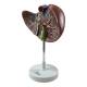 Nasco MG31105 Liver Section with Gallbladder Model, 1.5x Enlarged - Left Angle