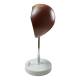 Nasco MG31105 Liver Section with Gallbladder Model, 1.5x Enlarged - Right Side