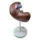 Nasco MG31105 Liver Section with Gallbladder Model, 1.5x Enlarged - Back Right Angle