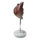Nasco MG31105 Liver Section with Gallbladder Model, 1.5x Enlarged - Left Side