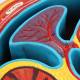 Nasco MG31112 Abdomen Axial Section Model, Close-up View of the Spleen