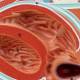 Nasco MG31113 Thorax Axial Section Model, Heart Chamber Cross Section