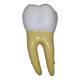 Nasco MG31151 Teeth Models, 10x Enlarged, 5 Parts - Angle 3