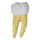 Nasco MG31151 Teeth Models, 10x Enlarged, 5 Parts - Angle 6