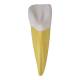 Nasco MG31151 Teeth Models, 10x Enlarged, 5 Parts - Angle 5