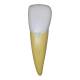 Nasco MG31151 Teeth Models, 10x Enlarged, 5 Parts - Angle 2