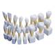 Nasco MG31152 Teeth Models, 4x Enlarged, 16 Parts - Set