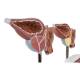 Nasco MG31153 Normal and Pathological Prostate Model, 3 Parts - Close-Up