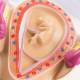 Nasco MG31154 Pregnancy Series Models - 2-Month-Old