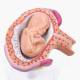Nasco MG31154 Pregnancy Series Models - 5-Month-Old Lying Transversely