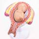 Nasco MG31154 Pregnancy Series Models - 4-Month-Old