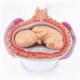 Nasco MG31154 Pregnancy Series Models - 5-Month-Old Breech Position