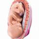Nasco MG31154 Pregnancy Series Models - 7-Month-Old