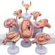Nasco MG31154 Pregnancy Series Models - Set