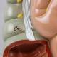 Nasco MG31317 Digestive System Model, 3 Parts - Angle 7 Close-up