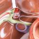 Nasco MG31317 Digestive System Model, 3 Parts - Angle 3 Close-up