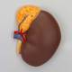 Nasco MG31320 Endocrine System Model - Adrenal Gland and Kidney Close-up View