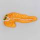 Nasco MG31320 Endocrine System Model - Pancreas Close-up View