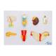 Nasco MG31320 Endocrine System Model